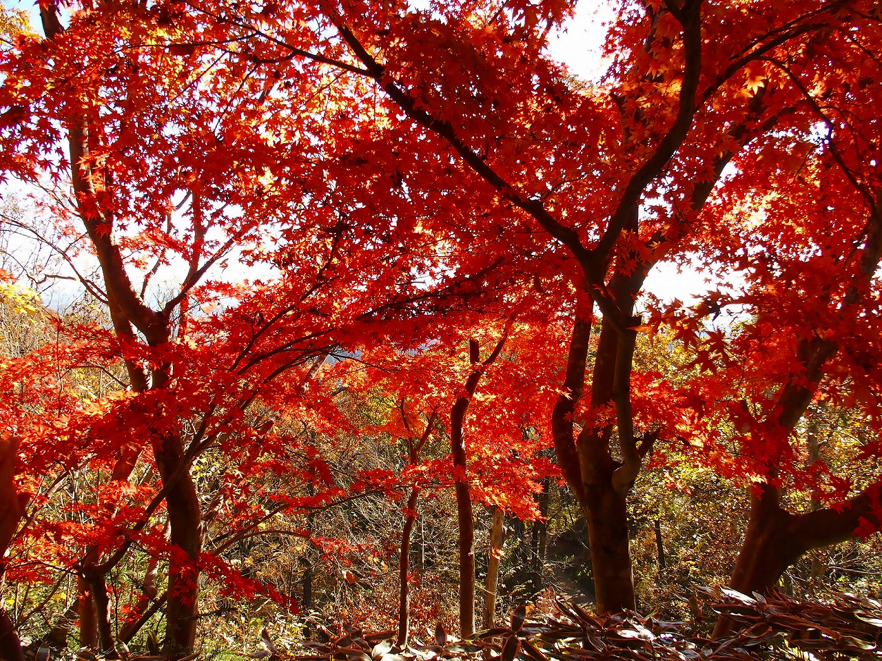 深秋享受东京郊外的红叶 客观日本