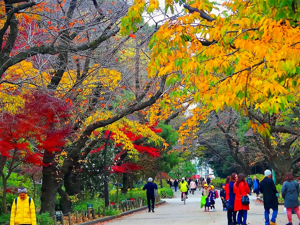 上野公园之红叶 客观日本