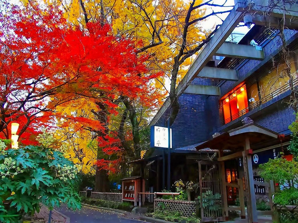 上野公园之红叶 客观日本