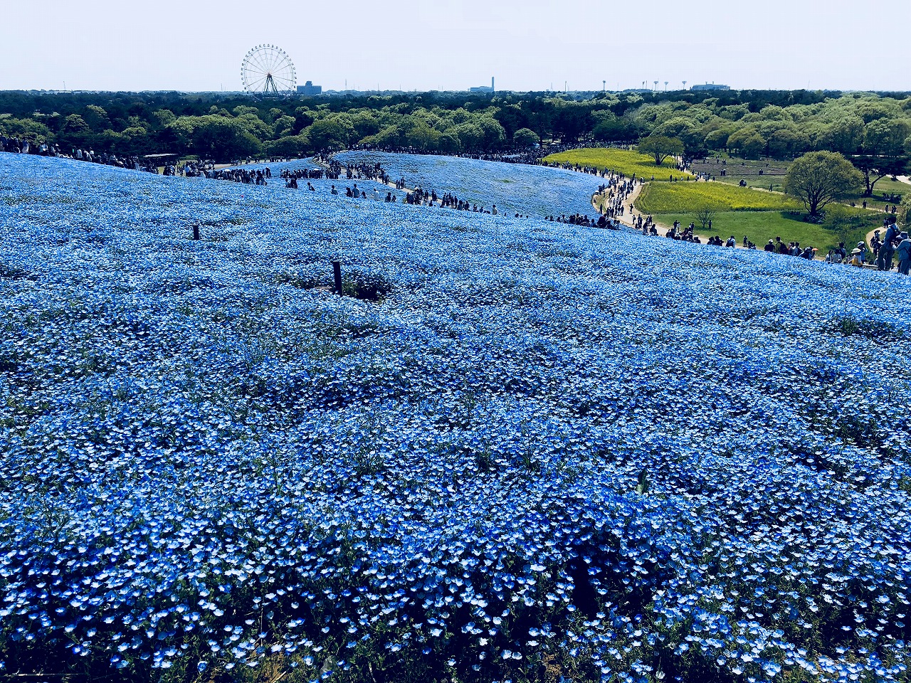 那片蓝色的花海啊...... - 客观日本