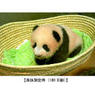 上野动物园熊猫宝宝定名为“香香”—创纪录收到32万多个应征方案