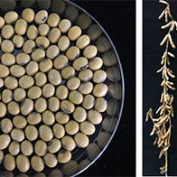 中日研究机构合作开发出高产抗盐害大豆新品种