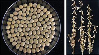 中日研究机构合作开发出高产抗盐害大豆新品种