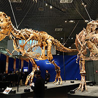 2023恐龙博览会，从攻守的观点重新考虑恐龙的进化