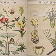东京农工大学科学博物馆数字公开明治时代的“植物学教学挂图”