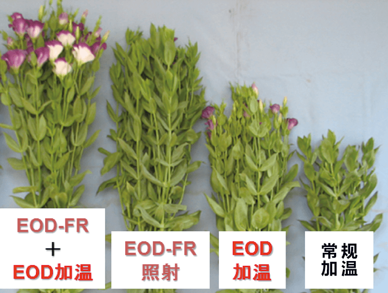 冬季短日照地区如何运用EOD技术实现节能栽培