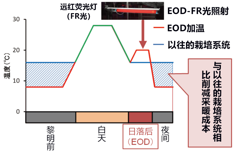 冬季短日照地区如何运用EOD技术实现节能栽培