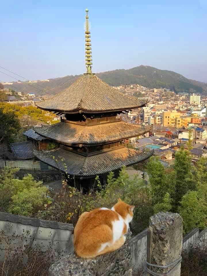 古民居改建小旅馆,“见晴亭”的挑战