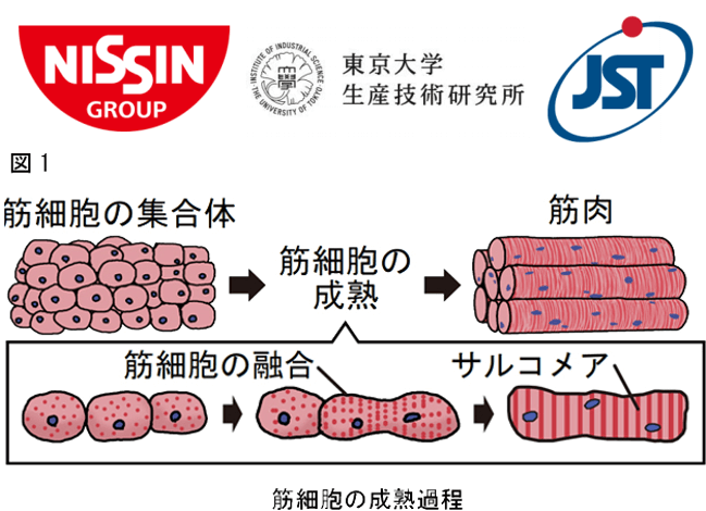 日清开发出具有纯正牛肉口感的人工“培养肉”，JST提供资金支持