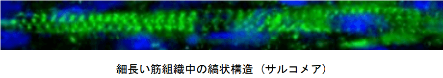 日清开发出具有纯正牛肉口感的人工“培养肉”,JST提供资金支持