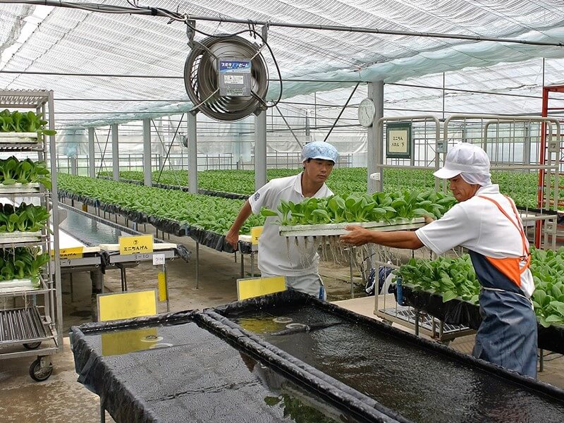 农福，日本通过农业为残障人士提供新福利