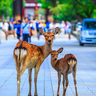 奈良女子大学发现奈良公园的鹿因新冠疫情变得不再“鞠躬”