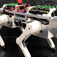  阪大用机器人模仿猫行走取代动物实验