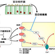 大阪大学微生物病研究所阐明百日咳发病机理，由三种毒力因子诱发
