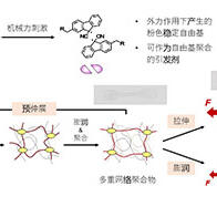 东工大、将高分子链吸收液体膨润断裂过程可视化