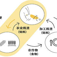 日企Gryllus发现食用蟋蟀的排泄物可能与现有有机肥效果相当