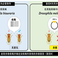 日本农研机构在昆虫共生病毒中发现“杀雄基因”，有望应用于害虫防治