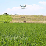 农研机构开发出无人机诊断水稻生长和计算追肥量的新系统