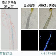 日本东北大学阐明植物耐盐机制，钠离子转运蛋白保护种子的形成免受盐害
