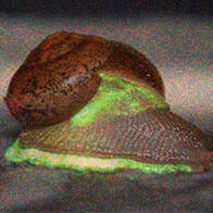 中部大学在泰国发现五种发光蜗牛，发光或为了躲避捕食