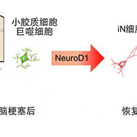 九州大学直接再生脑神经细胞，成功实现脑梗塞后的功能恢复