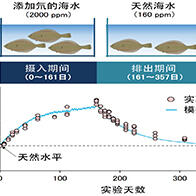 日本环境科学技术研究所通过饲养实验证明，海水中的氚在鱼体内的积累不会高于周围浓度