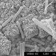 产综研揭示微生物的“妨碍”机制，为天然气资源探索开辟道路