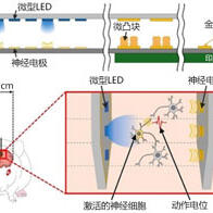 组合微型LED和神经电极的混合神经探针，实现高空间和高时间分辨率