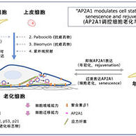 大阪大学发现控制细胞老化与年轻化的新分子机制，有望促进开发抗衰老技术