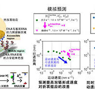 日本分子研成功利用人工分子马达实现媲美天然马达蛋白的运动速度和距离，有望应用于高速运算和疾病检测领域