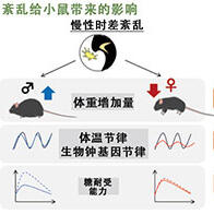 雌性生物钟较雄性更易紊乱，有望推动基于性别差异的轮班健康管理优化
