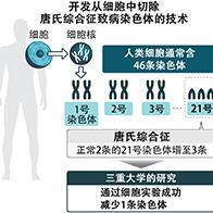 三重大学从iPS细胞中去除唐氏综合征致病染色体