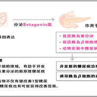 埼玉医科大学等发现糖尿病治疗新靶点，有望推动研发革新性药物