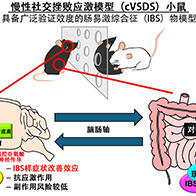 东京理科大学通过小鼠实验发现抗应激新药或对肠易激综合征有效