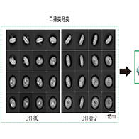 筑波大学明确高盐高碱环境下红色硫黄菌的光合作用机制，蛋白质复合体提高了能量转换效率