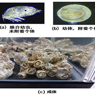 冈山大学等发现防止藤壶附着船舶的附着抑制剂，化合物Xylemin有效