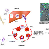 长崎大学发现维系疟原虫生存的脂质分子群的合成酶，通过基因破坏可使原虫灭亡