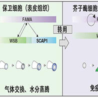 奈良先端科学技术大学院大学与京都大学利用十字花科植物发现，气孔形成因子被转用于植物免疫细胞形成