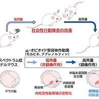 广岛大学等通过小鼠实验证实：低剂量阿片类药物对自闭症谱系障碍有效