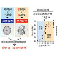 金泽大学明确组织折叠形成器官的机制，“时间”与“变化量”是关键要素