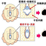 麻布大学发现锌缺乏是导致不育症的原因