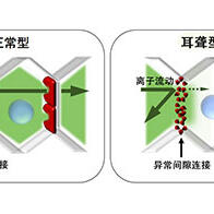 顺天堂大学和东京大学联合开发出基因组编辑技术，有望根治遗传性耳聋