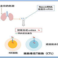信州大学与岐阜大学通过小鼠实验证实,短链合成mRNA可作为癌症转移抑制剂的新候选药物