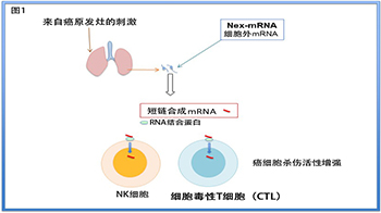 信州大学与岐阜大学通过小鼠实验证实,短链合成mRNA可作为癌症转移抑制剂的新候选药物