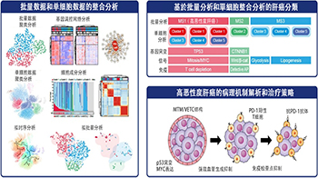 东京科学大学等证实：血管生成抑制剂联合免疫CP抑制剂对MTM/VECT型肝癌有效，为恶性肝癌治疗提供新策略