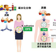 京都大学发现抑制甜食爱好者体重增加的肠道细菌，有望应用于开发肥胖及糖尿病的预防和治疗方法