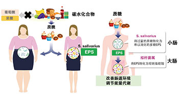 京都大学发现抑制甜食爱好者体重增加的肠道细菌，有望应用于开发肥胖及糖尿病的预防和治疗方法
