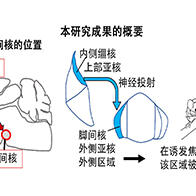 理研发现可抑制过度焦虑的脑神经回路，为治疗精神疾病开辟新路径