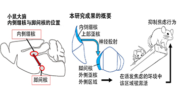 理研发现可抑制过度焦虑的脑神经回路，为治疗精神疾病开辟新路径