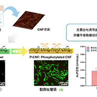 九州大学利用植物来源物质制作再生牙齿牙床，成功培养出人类牙髓干细胞